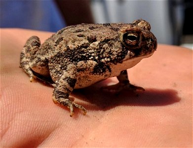 Check out this Fowler's toad spotted at Port Louisa National Wildlife Refuge in Iowa. These toads can be found in woodlands, prairie and fields. They’ll even burrow to escape the heat!
Photo by Avery 