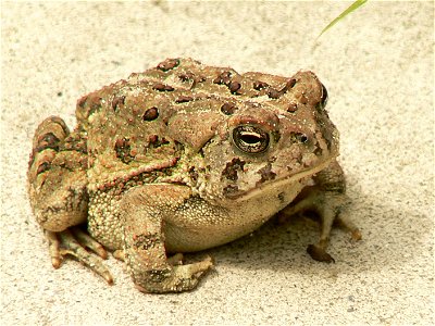 Fowler's toad at Cape May National Wildlife Refuge.


Credit: Laura Perlick / USFWS