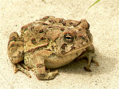 Fowler's toad at Cape May National Wildlife Refuge. Credit: Laura Perlick / USFWS photo