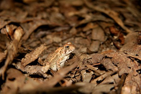 Side-view of Fowler's Toad (Bufo fowleri) camouflaged in decaying leaves.