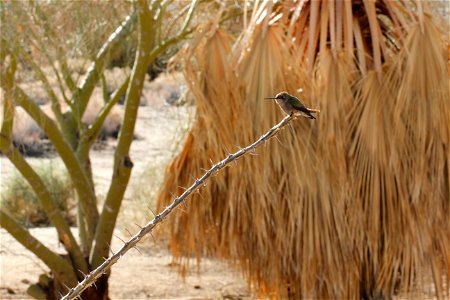 Birds in Joshua Tree National Park: Hummingbird at Oasis of Mara