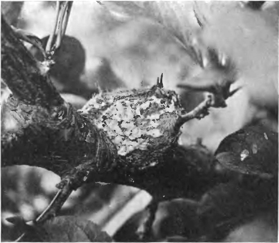 Photo of a Costa's Hummingbird nest from a paper in The Condor Fig. 47. Young Costa Humminbirds in nest (no. 1). Azusa, May 18, 1921.