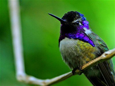 Costa's hummingbird (Calypte costae); a type of Hummingbird i.e., a member of family Trochilidae.
