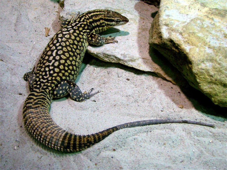 Varan à queue épineuse (Varanus acanthurus), zoo d'Amnéville.