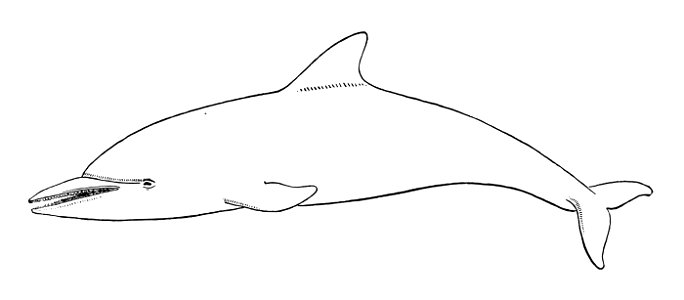 Steno bredanensis