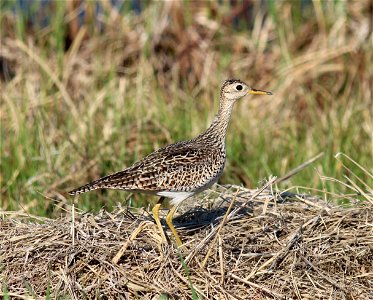 This Upland Sandpiper Bartramia longicauda was spotted near a potential FWS wetland easement acquisition, at Long Lake WMD, Burleigh County, North Dakota. Credit: Doug Mosser / USFWS.