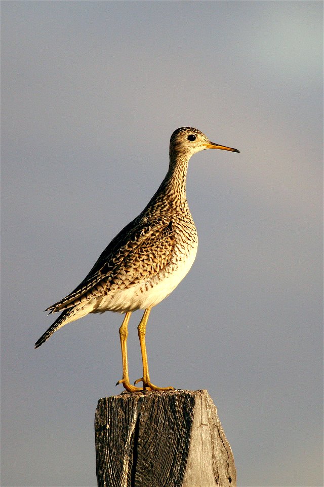 The upland sandpiper is a shorebird that prefers the prairie.  You may see them perched on wooden fence posts or tree stumps.

Phot Credit: Gary Eslinger / USFWS