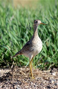 The upland sandpiper (Bartramia longicauda) is found feeding and nesting in grasslands--especially dry, short grasses, native prairie, or grazed areas. It nests in a shallow scrape in the ground, and photo