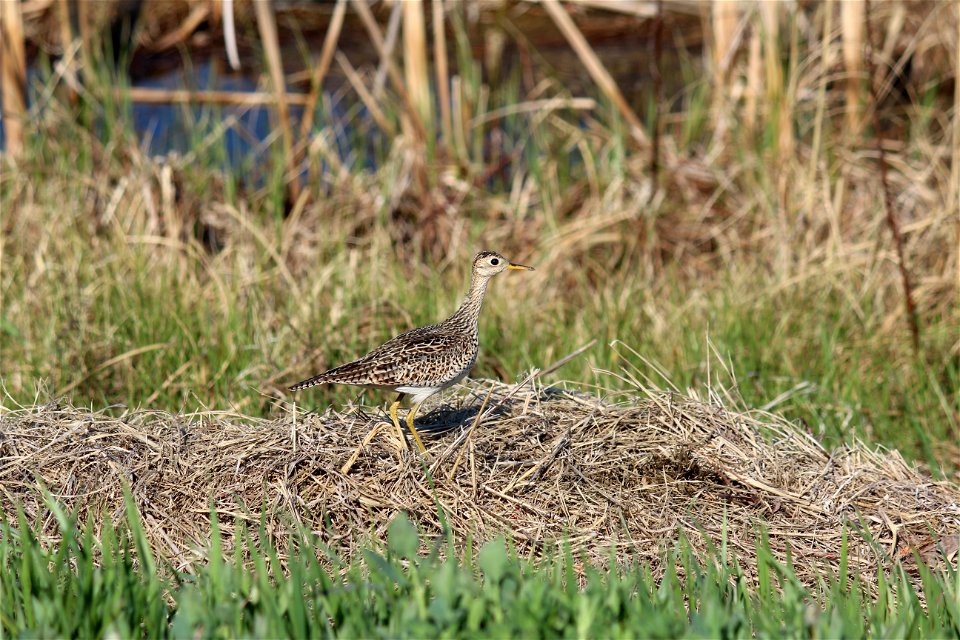 This Upland Sandpiper was spotted near a potential FWS wetland easement acquisition.
Location Long Lake WMD, Burleigh County, North Dakota
Credit: Doug Mosser / USFWS

Photo Contest Entry #164