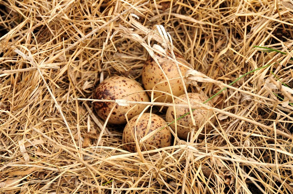 The nest of an upland sandpiper found in grassland of Sand Lake Wetland Management District. Photo Credit: Tom Koerner/USFWS