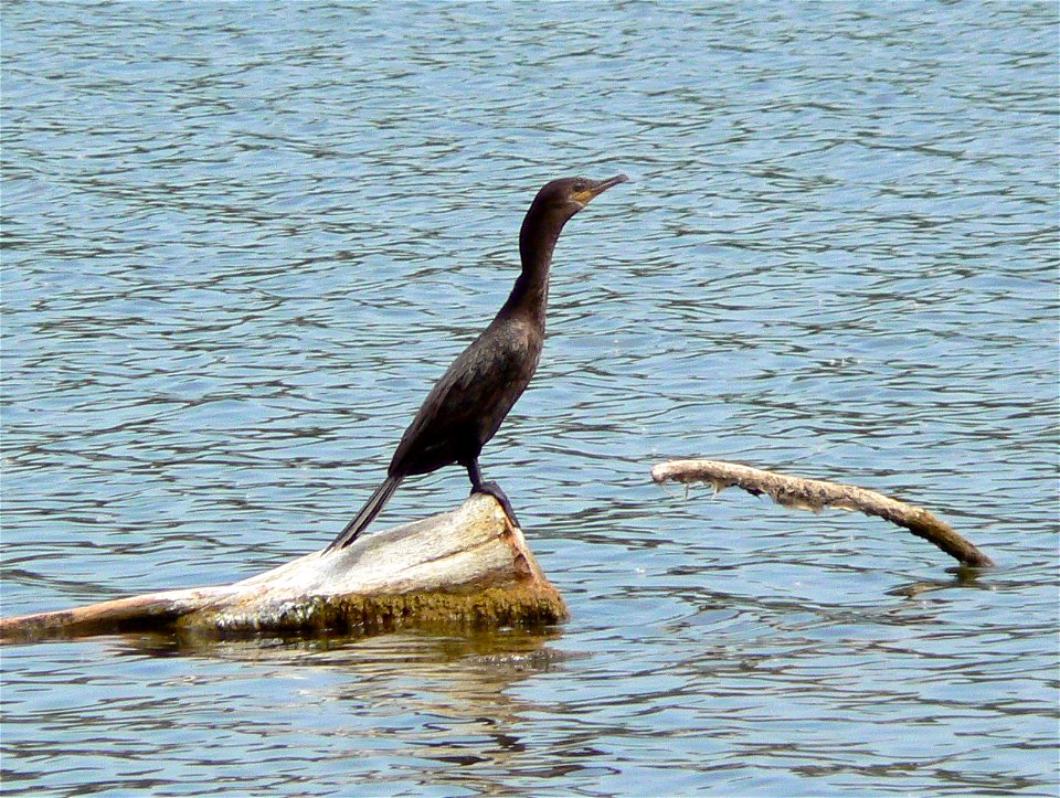 A Neotropical Cormorant. Image taken at DeSoto NWR on July 1, 2006 at 3:47 pm