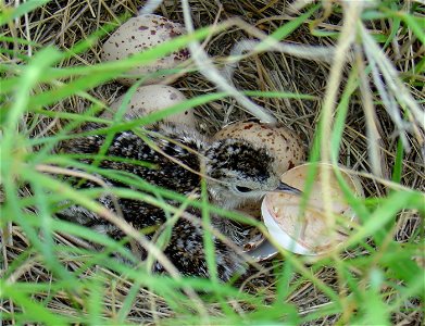 Hatchling Upland Sandpiper in Canada.  Supported by the Neotropical Migratory Bird Conservation Act.  Credit: WCS