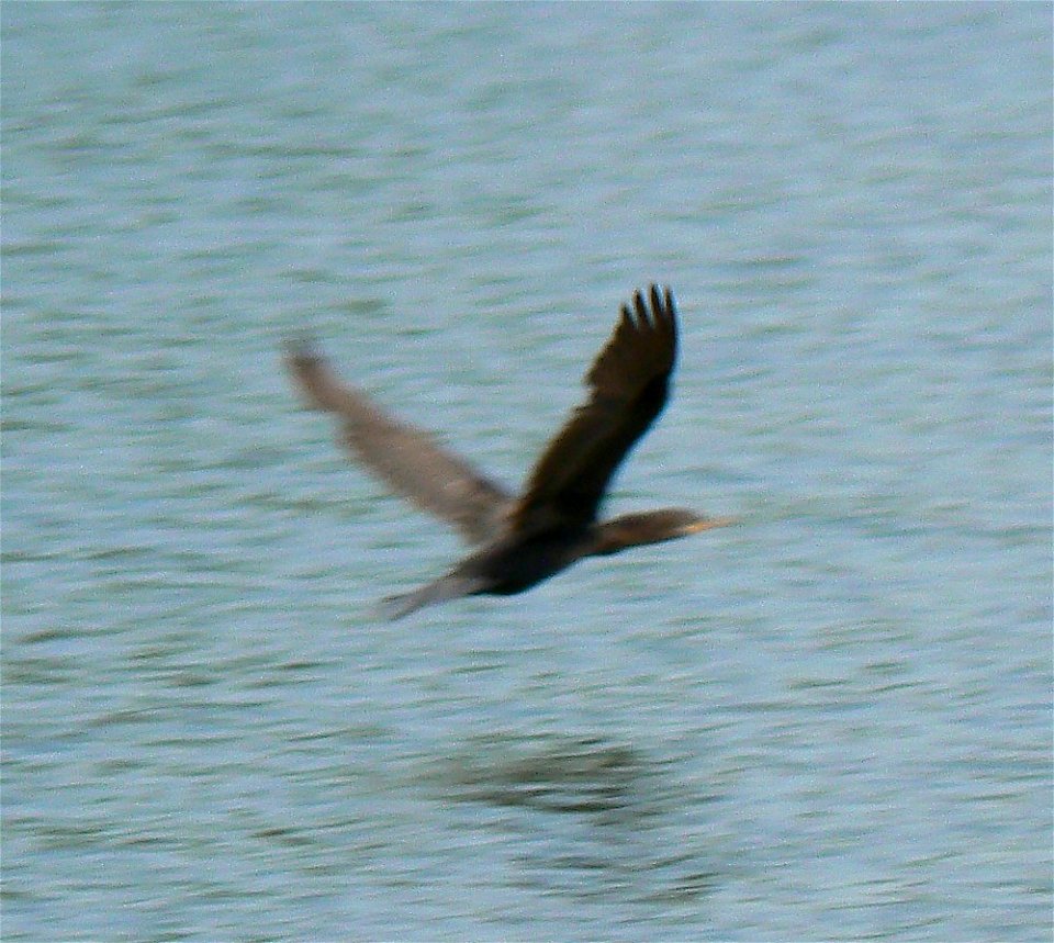A Neotropical Cormorant in flight. Image taken at DeSoto NWR on July 1, 2006 at 3:48 pm