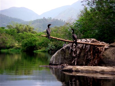 Phalacrocorax brasilianus (Biguá) - Rio Cubatão do Sul - SC - Brasil