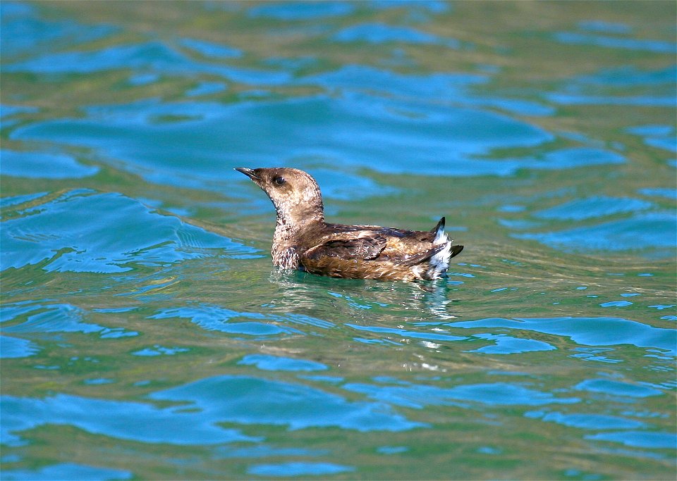 Adult Marbled Murrelet on the Oregon Coast adjacent to Oregon Islands National Wildlife Refuge, OR

Photo: Roy W. Lowe/USFWS
