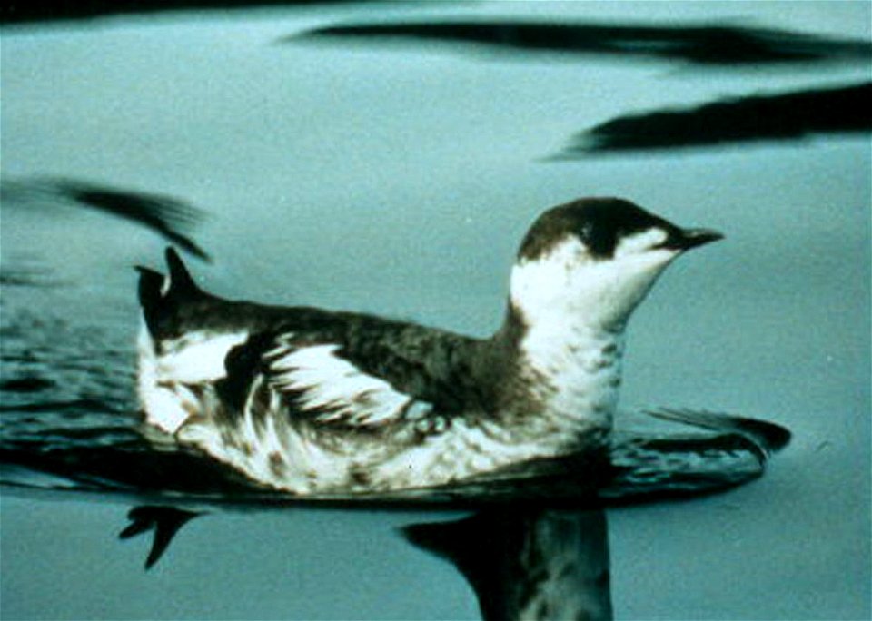 Marbled Murrelet (Brachyramphus marmoratus)