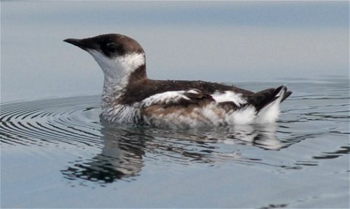 Brachyramphus marmoratus (Marbled Murrelet) in non-breeding plumage