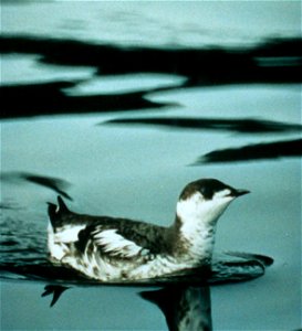 Marbled Murrelet (Brachyramphus marmoratus):  photographed at Auke Bay marina, Alaska (12 miles north of Juneau). The last individual in the local population still showing extensive basic (winter) plu