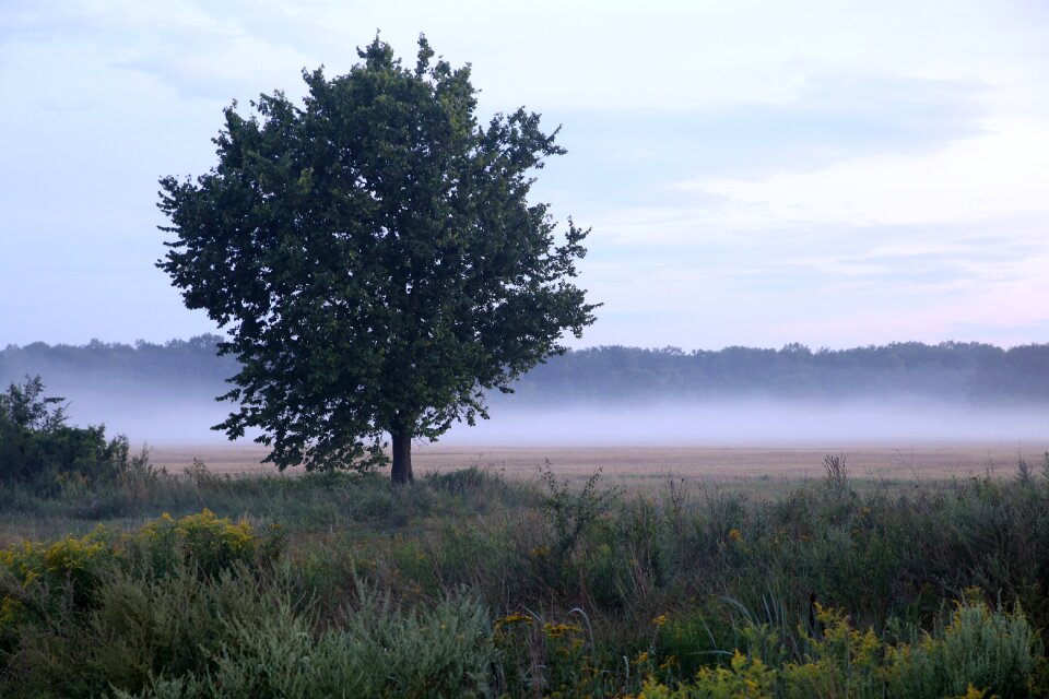 Field in the morning sky