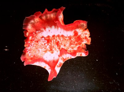 a swimming nudibranch in full swim
