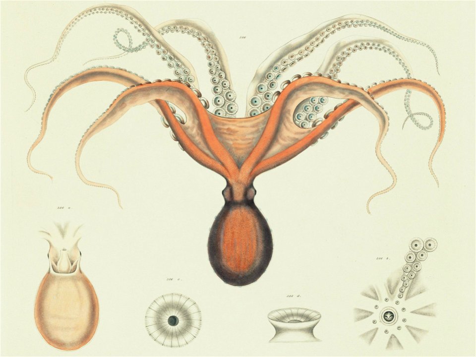 Octopus megalocyathus = Enteroctopus megalocyathus. 
United States Exploring Expedition. During the year 1838, 1839, 1840, 1841, 1842.

Publication info: Philadelphia,Printed by C. Sherman,1844-1874.