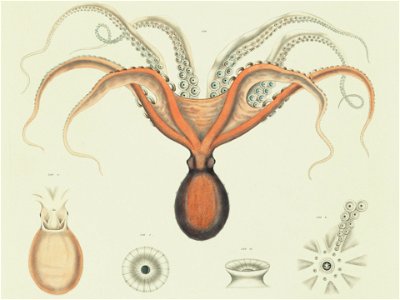 Octopus megalocyathus = Enteroctopus megalocyathus. 
United States Exploring Expedition. During the year 1838, 1839, 1840, 1841, 1842.

Publication info: Philadelphia,Printed by C. Sherman,1844-1874.
