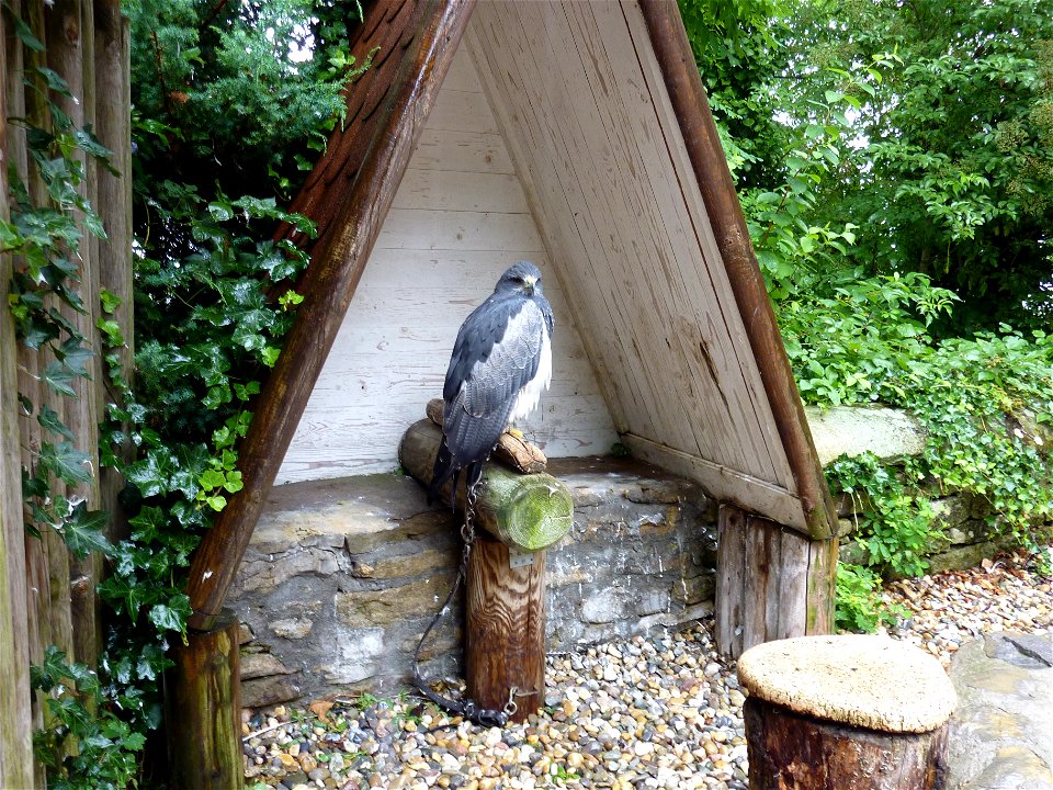 Augurbussard in Anbindehaltung in der Deutschen Greifenwarte