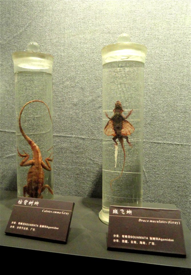 Preserved specimens (Left: Calotes emma, right: Draco maculatus) in the Kunming Natural History Museum of Zoology (昆明动物博物馆), Kunming, Yunnan, China.