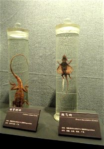 Preserved specimens (Left: Calotes emma, right: Draco maculatus) in the Kunming Natural History Museum of Zoology (昆明动物博物馆), Kunming, Yunnan, China.