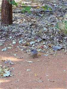 I am the originator of this photo. I hold the copyright. I release it to the public domain. This photo depicts a bird.
