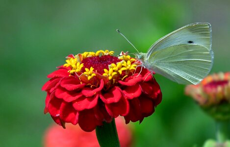 Flower zinnia wing photo