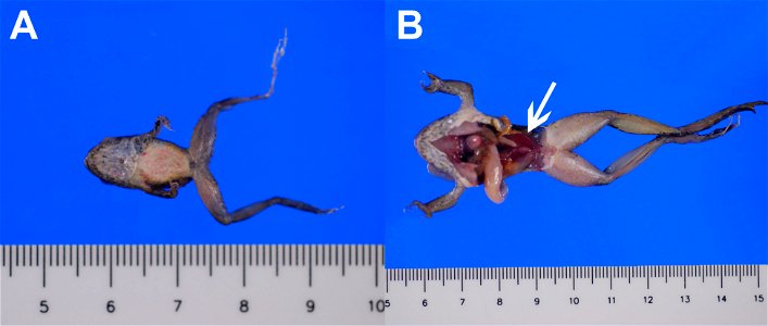 Two foothill yellow-legged frogs (Rana boylii) found dead in Santa Clara, California, USA. (A) One animal had pinpoint red foci on the ventral abdomen. (B) Another animal had a diffusely reddened kidn