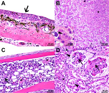 Photomicrographs from a foothill yellow-legged frog (Rana boylii) found dead in Santa Clara, California, USA. (A) Small areas of epidermal necrosis with apoptotic keratinocytes and nuclear debris are 