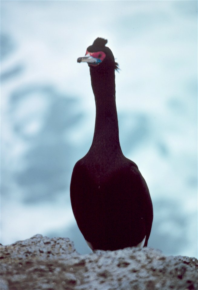 Red-faced Cormorant, Pribilof Islands, Alaska