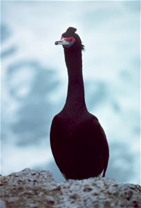 Red-faced Cormorant, Pribilof Islands, Alaska