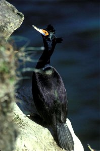 : Red-faced Cormorant (Phalacrocorax urile), St. Paul Island, Alaska