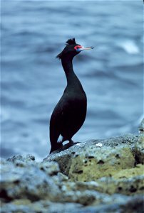 Red-faced Cormorant, Pribilof Islands, Alaska
