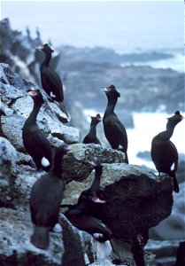 Red-faced Cormorants, Pribilof Islands, Alaska