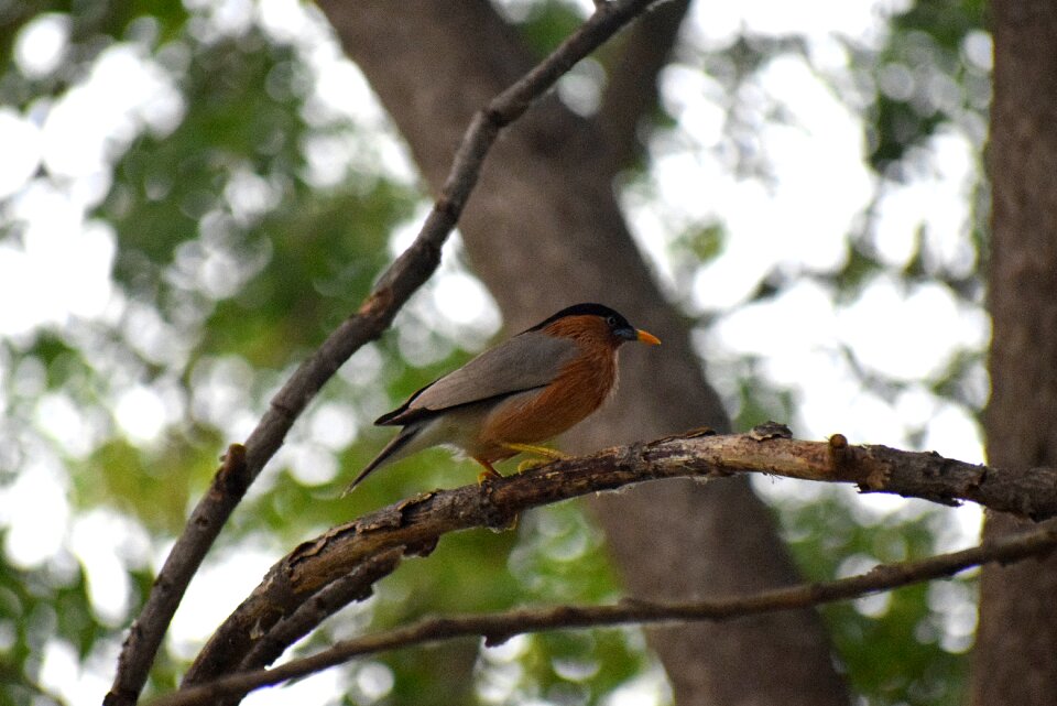 Wildlife wild blue