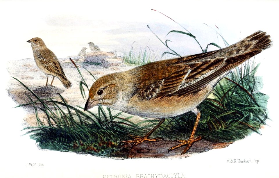 English:  « Petronia brachydactyla » = Carpospiza brachydactyla (Pale Rockfinch)Français :  « Petronia brachydactyla » = Carpospiza brachydactyla (Moineau 
