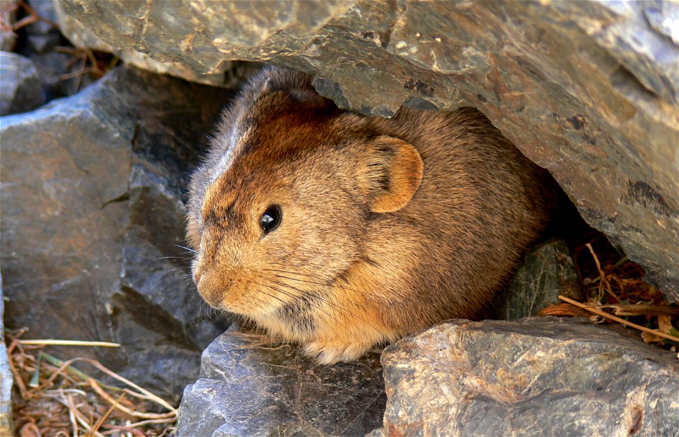 Pfeifhase (Ochotona pallasi); südliche Wüste Gobi (Govi Altayn Nuruu)