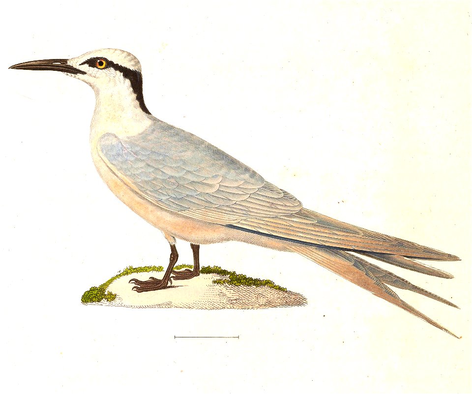English:  « Sterna melanauchen » = Sterna sumatrana (Black-naped Tern) - adultFrançais :  « Sterna melanauchen » = Sterna sumatrana (Sterne diamant) - adul