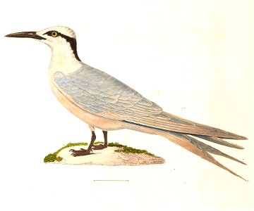 English:  « Sterna melanauchen » = Sterna sumatrana (Black-naped Tern) - adultFrançais :  « Sterna melanauchen » = Sterna sumatrana (Sterne diamant) - adul