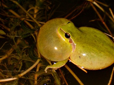 Hyla meridionalis male willing to call 24 March 2006 - 23h30 Notre-Dame-de-Londres - Hérault - France By David Delon photo