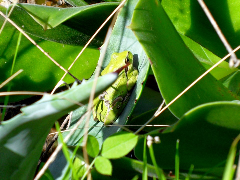 Laubfrosch in Ufernähe eines Wasser führenden Barranco - Teneriffa