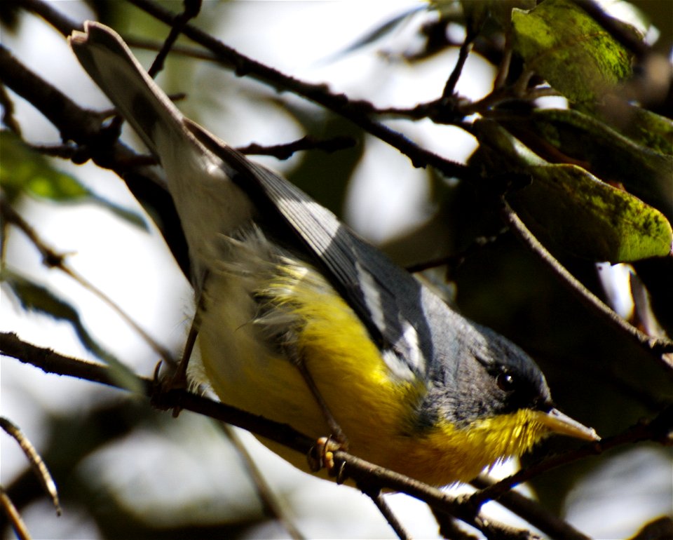 Parula pitiayumi   PITIAYUMI