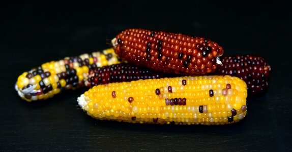Cereals corn on the cob ornamental plant