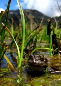A male Yosemite Toad sits in a breeding pool in Bear Tree Meadow near Highland Lakes on the Calaveras Ranger District.  Photo by Lucas Wilkinson.