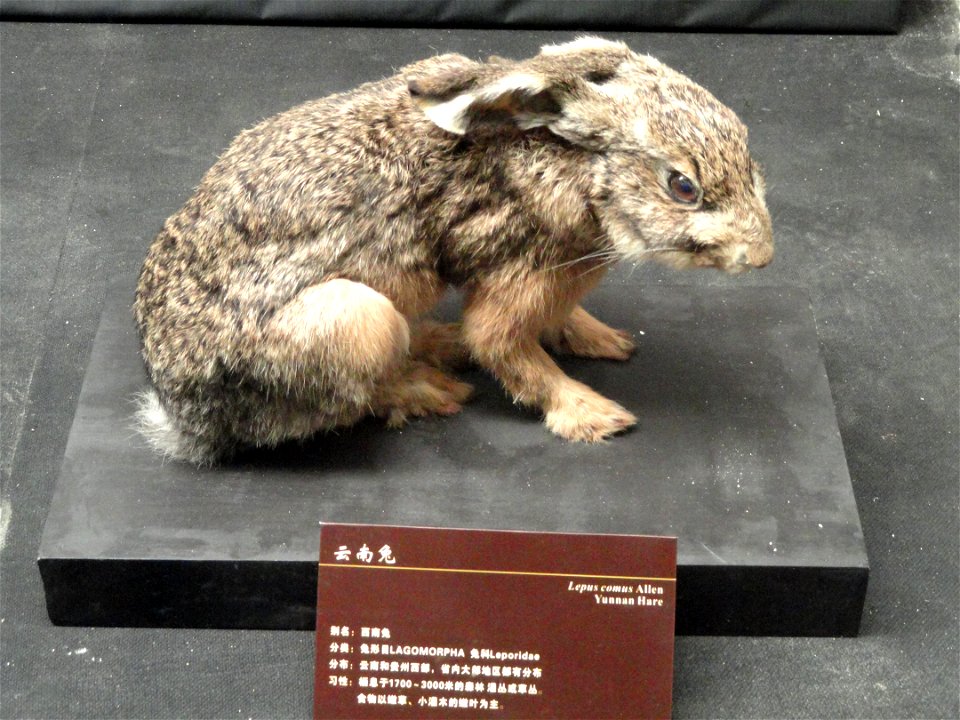 Taxidermy exhibit in the Kunming Natural History Museum of Zoology (昆明动物博物馆), Kunming, Yunnan, China.