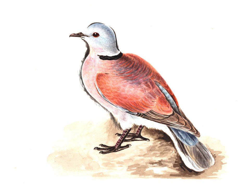 Streptopelia tranquebarica